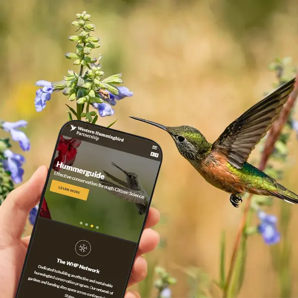 Boulder web design on a phone for a nonprofit dedicated to conserving hummingbirds